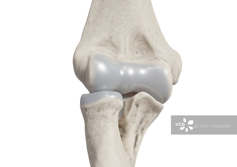 肘部骨骼插图图片素材