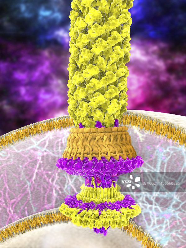 细菌鞭毛马达，图示图片素材