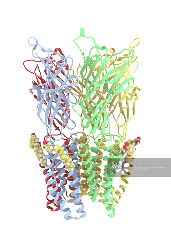 GLIC受体与DHA复合物分子模型图片素材