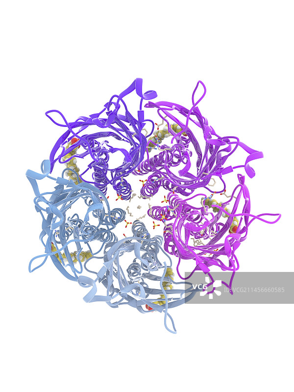 GLIC受体与DHA复合物分子模型图片素材