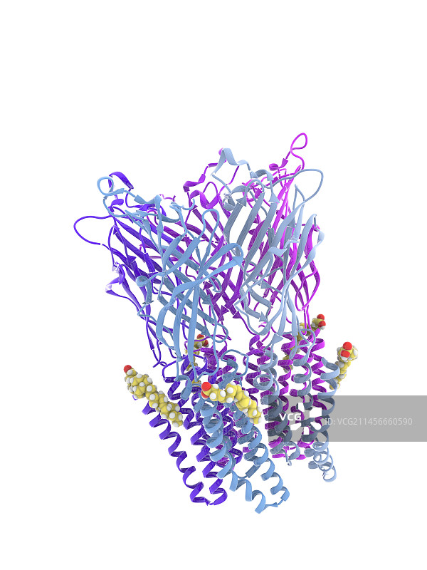 GLIC受体与DHA复合物分子模型图片素材
