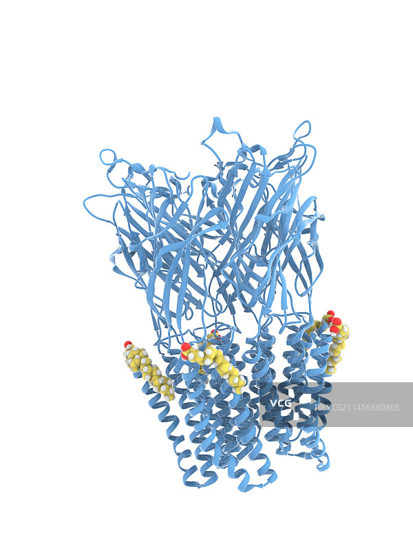 GLIC受体与DHA复合物分子模型图片素材