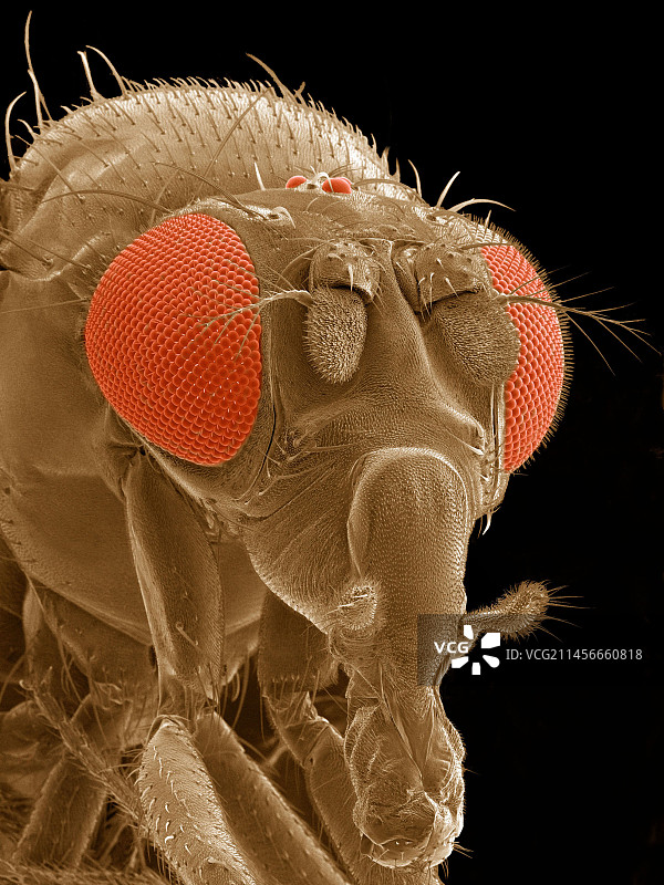 果蝇扫描电镜图图片素材