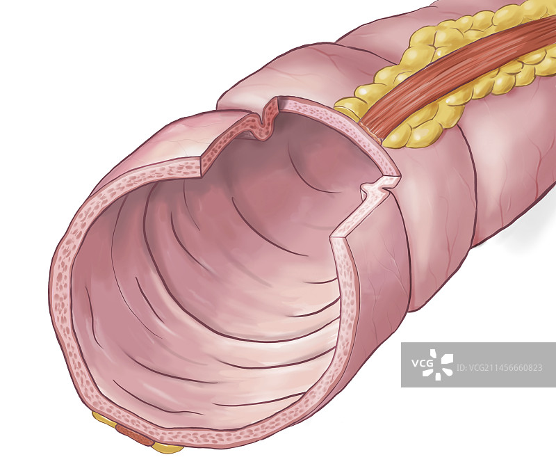 结肠解剖结构示意图图片素材
