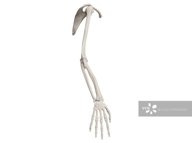 手臂骨骼图图片素材