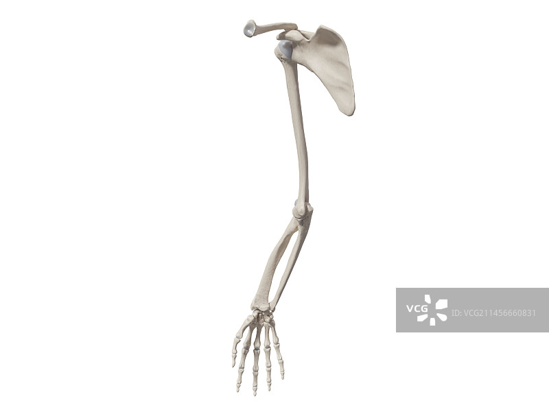 手臂骨骼图图片素材