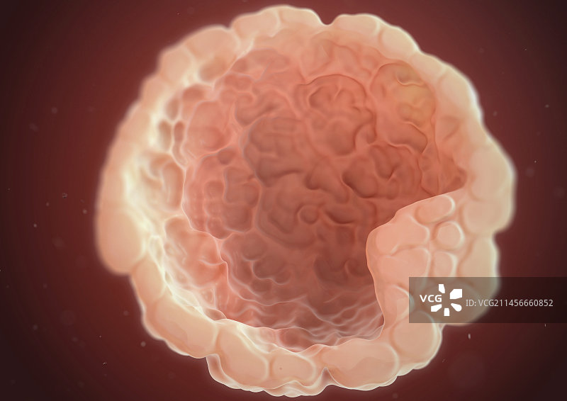 胚囊示意图图片素材