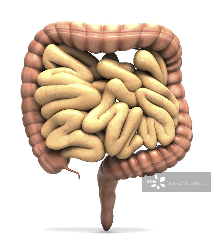 人体肠道示意图图片素材