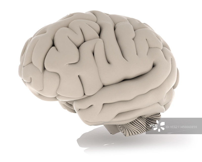 人脑，插图图片素材