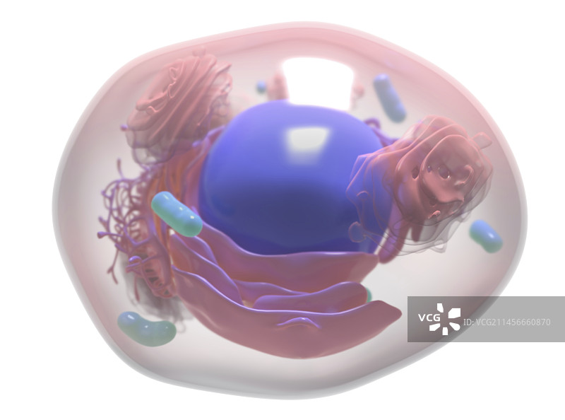 人体细胞，图示图片素材
