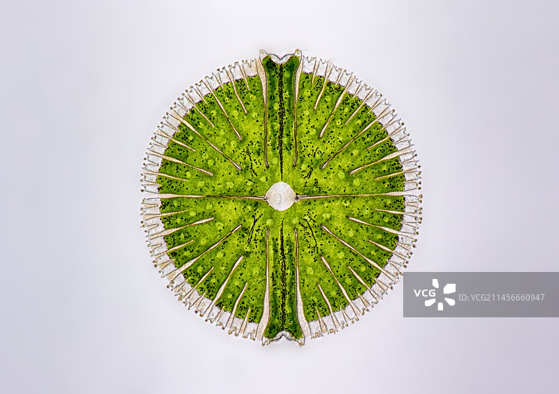 小星藻显微照片图片素材