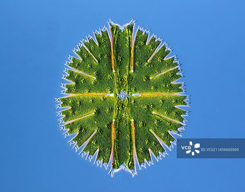 小星藻显微照片图片素材