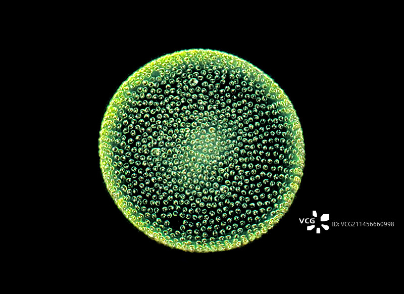 团藻绿色藻类显微照片图片素材