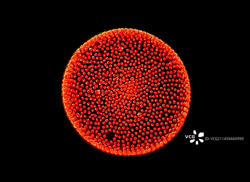 团藻绿色藻类显微照片图片素材