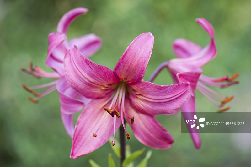 ‘Pink Flight’百合花图片素材