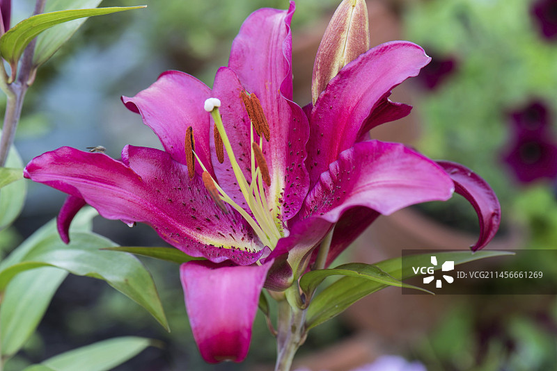 百合花“Gran Turismo”图片素材