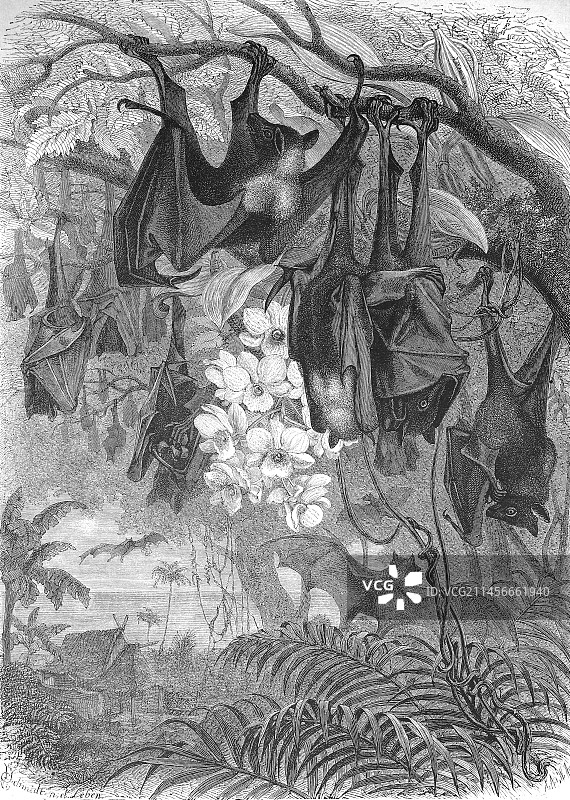 大蝙蝠插画图片素材