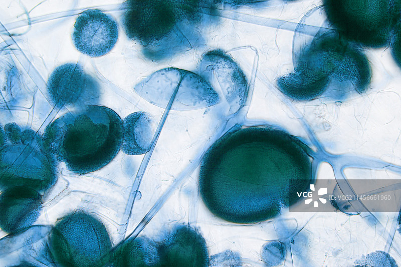 毛霉菌：真菌，光学显微照片图片素材