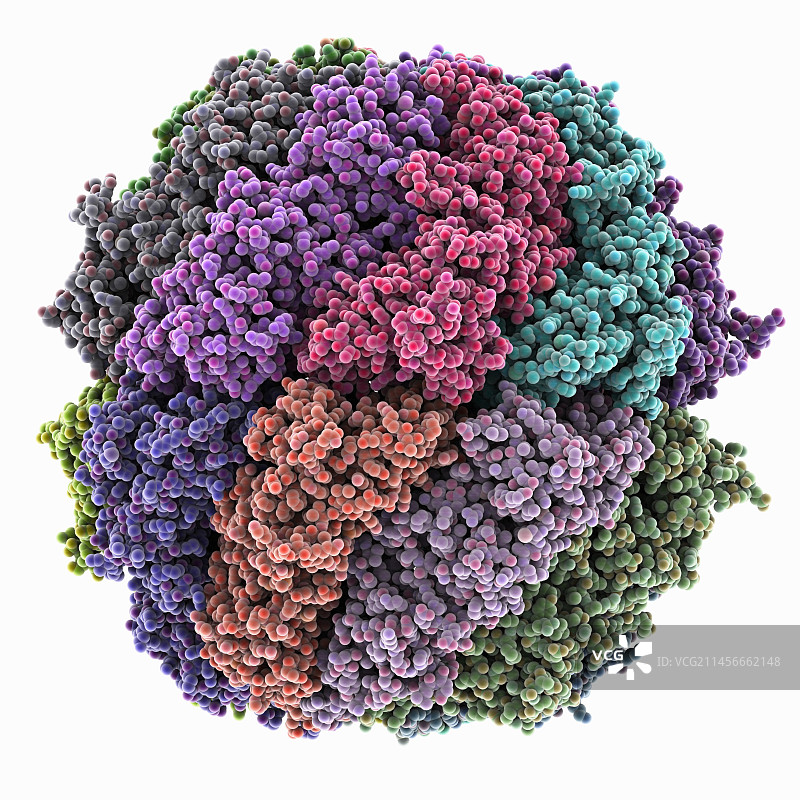 TriC/CCT分子伴侣复合物分子模型图片素材
