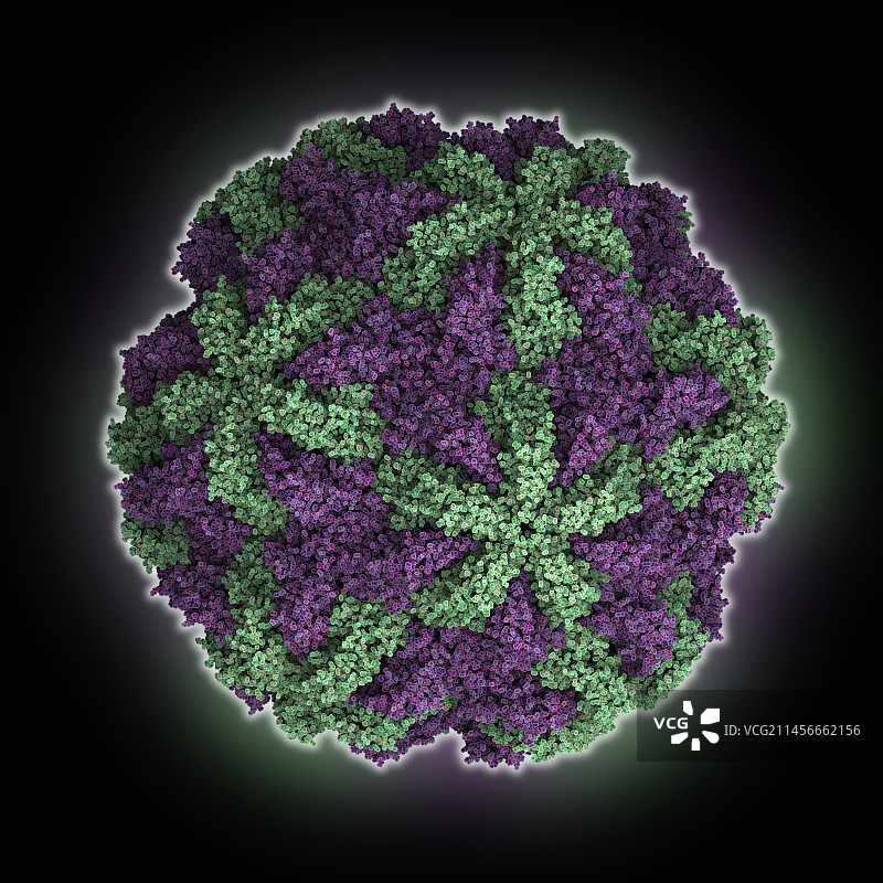 阴道毛滴虫病毒2衣壳分子模型图片素材