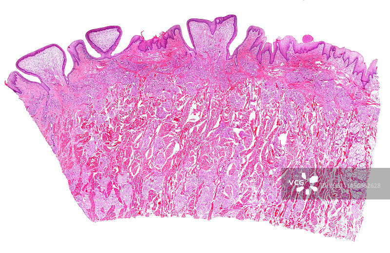 人舌轮廓乳头显微照片图片素材