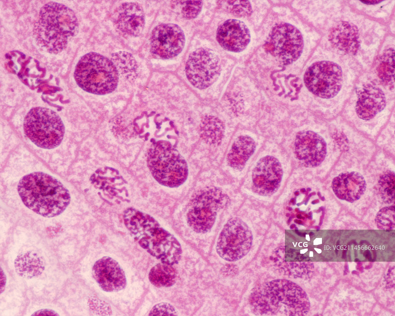 有丝分裂，光学显微照片。图片素材