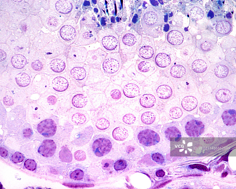 精子发生显微照片图片素材