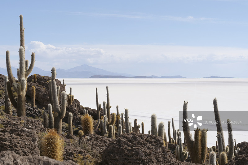圣佩德罗仙人掌图片素材