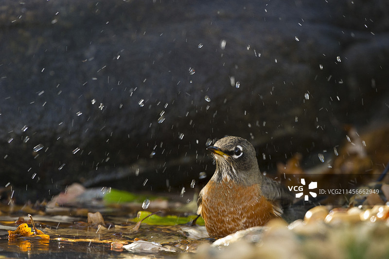 正在洗澡的美洲知更鸟图片素材