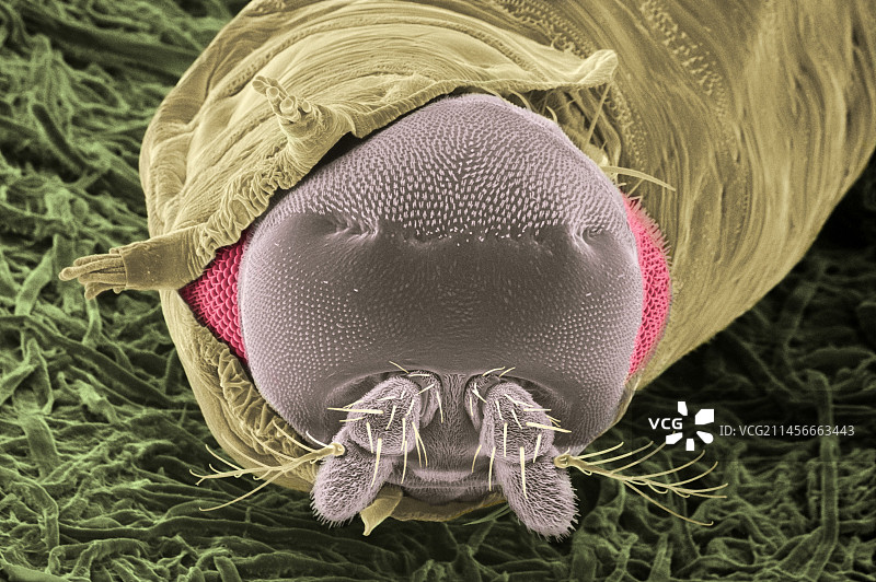 果蝇羽化过程，扫描电镜图图片素材