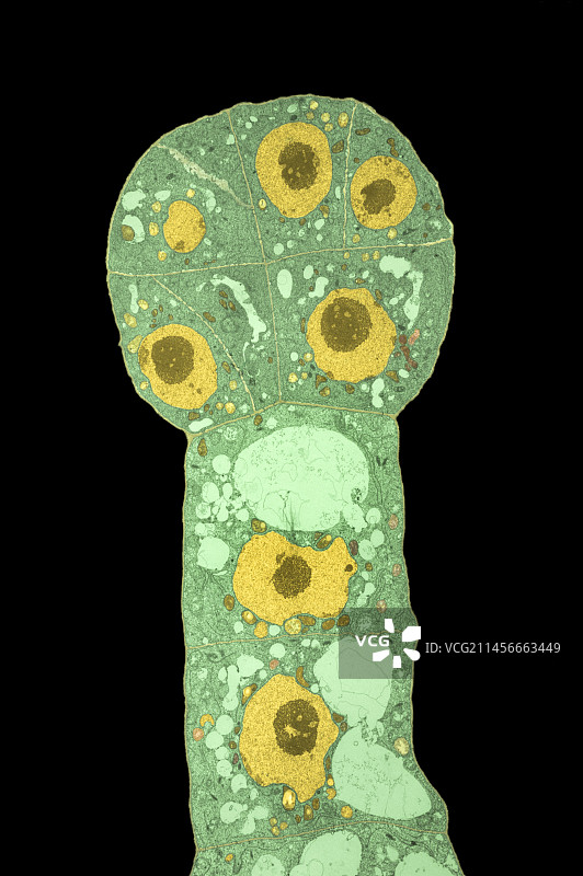 芜菁胚胎图片素材