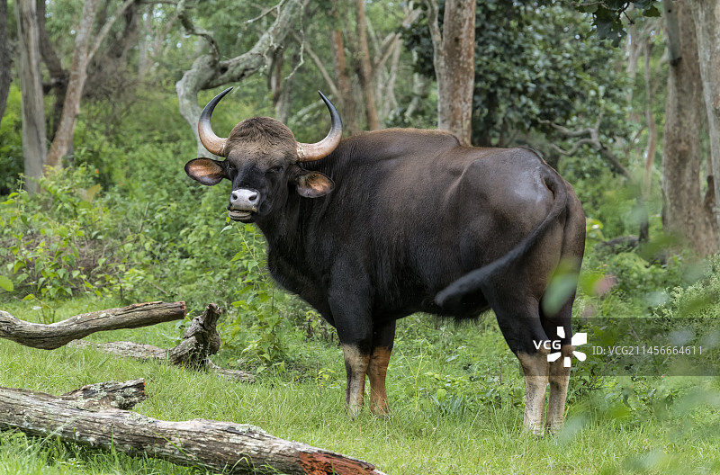 印度戈尔古城图片素材