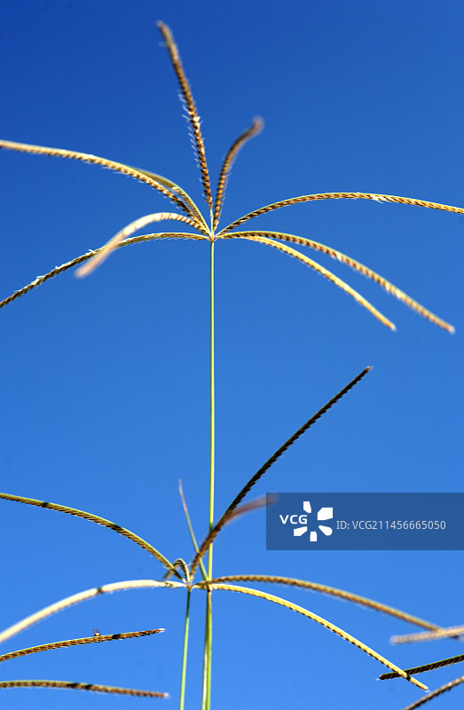 罗德草图片素材
