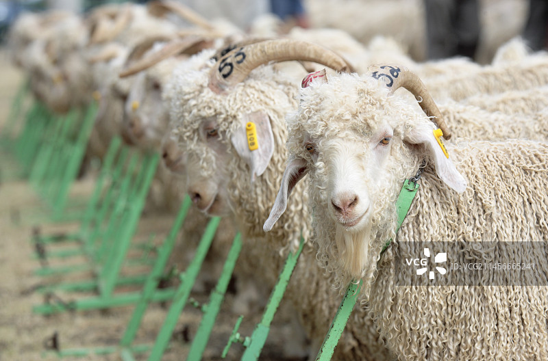 拍卖会上的安哥拉山羊图片素材