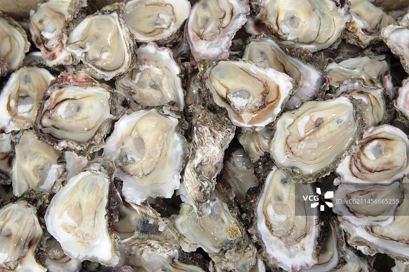 太平洋牡蛎图片素材