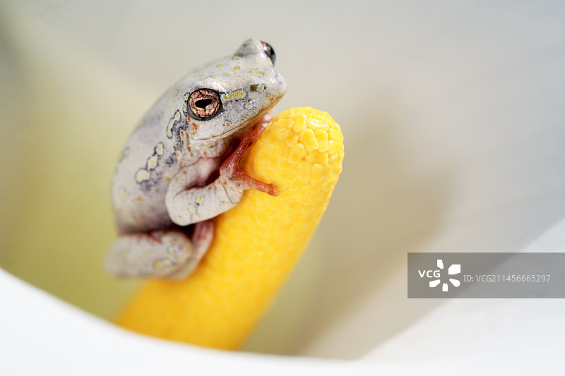 彩绘苇蛙图片素材