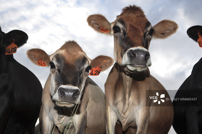 泽西母牛图片素材