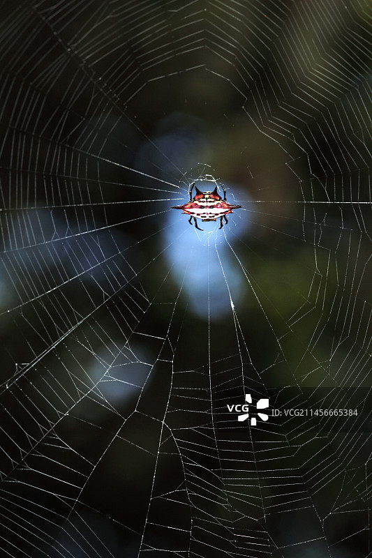 长翅风筝蜘蛛图片素材