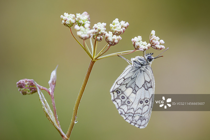 白色大理石纹蝴蝶图片素材