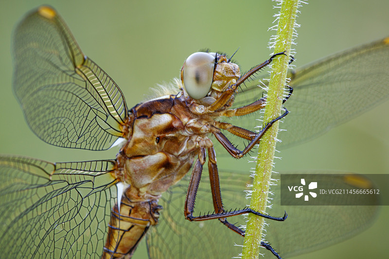 龙骨蜻蜓图片素材