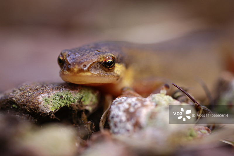 光滑的蝾螈图片素材