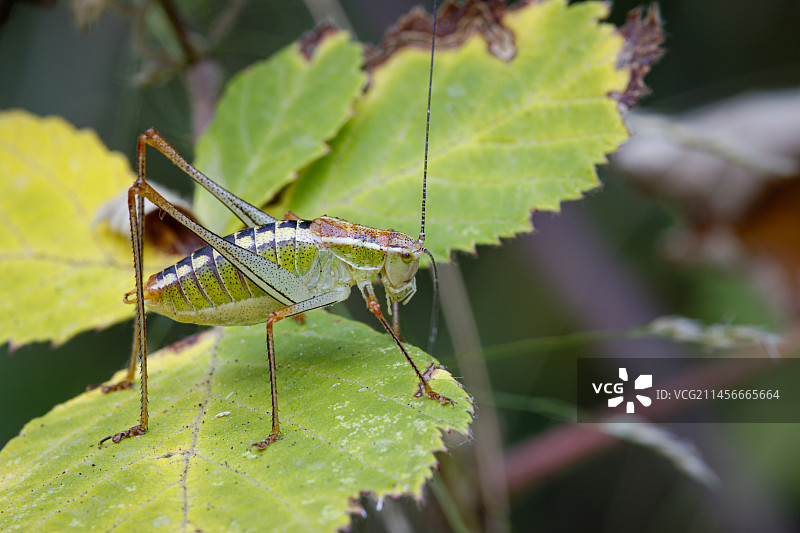 爱奥尼亚灌木蟋蟀图片素材