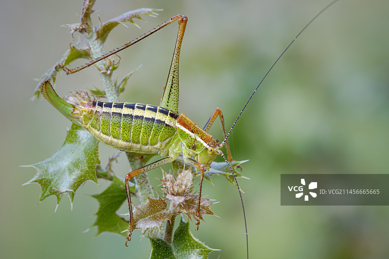 爱奥尼亚灌木蟋蟀图片素材