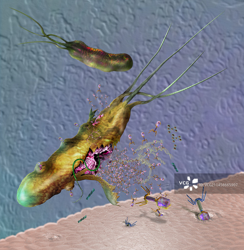 噬菌体感染细菌细胞，图示图片素材