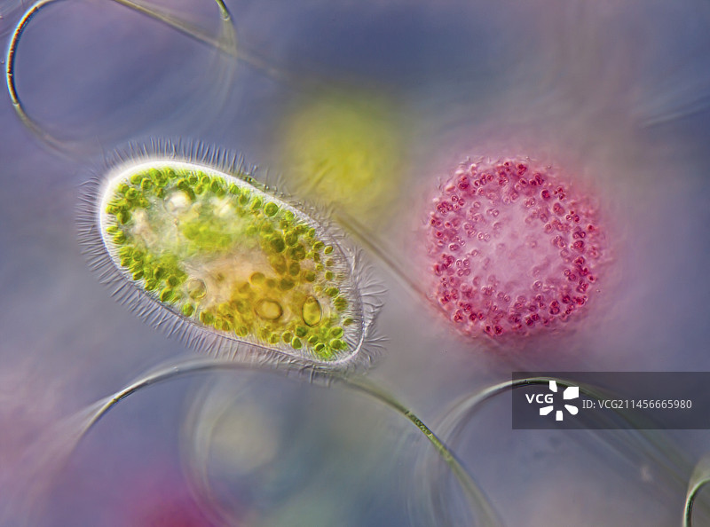 草履虫，光学显微镜图片素材