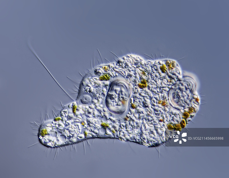 淡水变形虫，光学显微镜图片素材