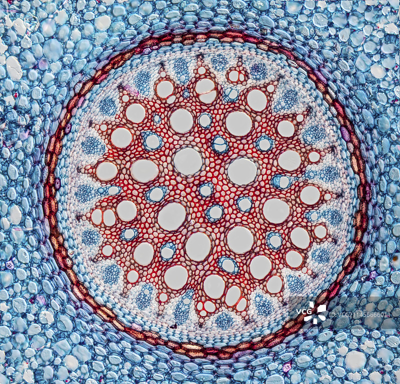 龟背竹的气生根，LM图片素材