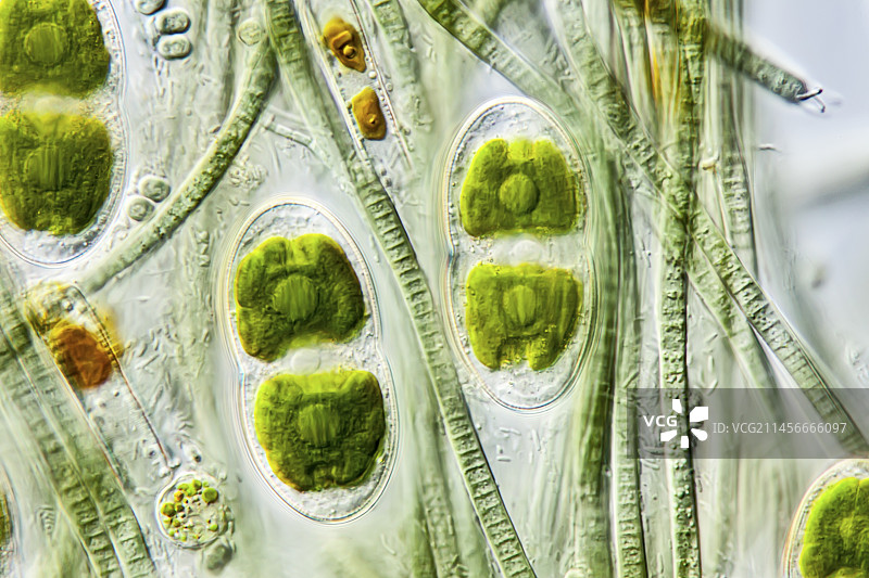 屋顶微生物垫，LM图片素材