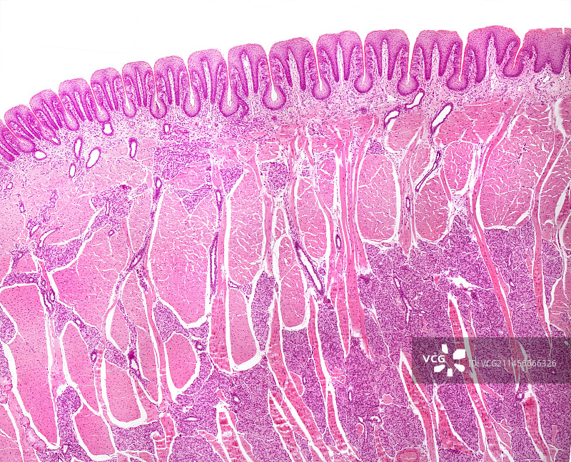 带有味蕾的叶状乳突，显微照片图片素材
