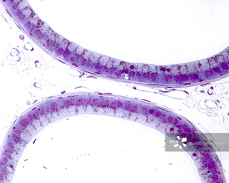 附睾上皮，光学显微照片图片素材